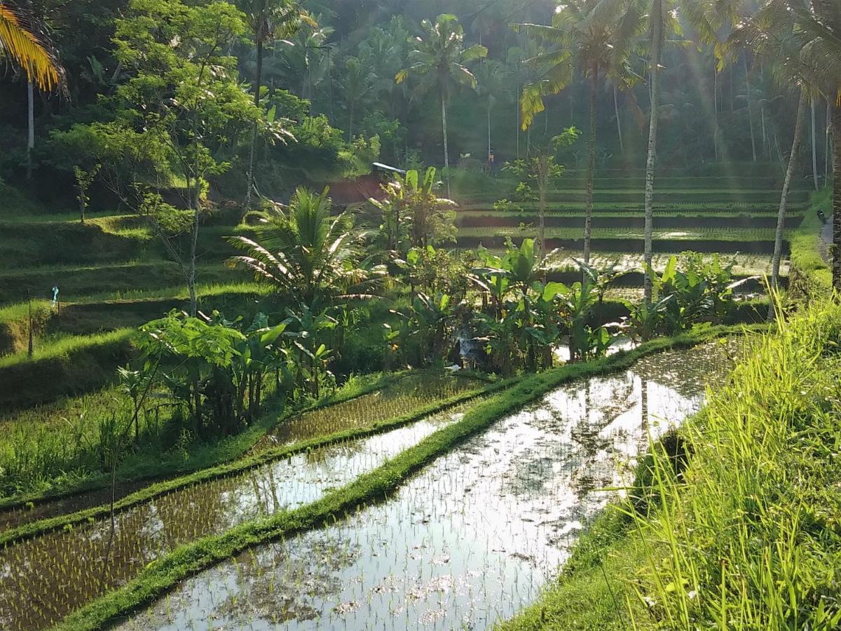Villa Rimba Ubud Tegallalang  Exterior photo